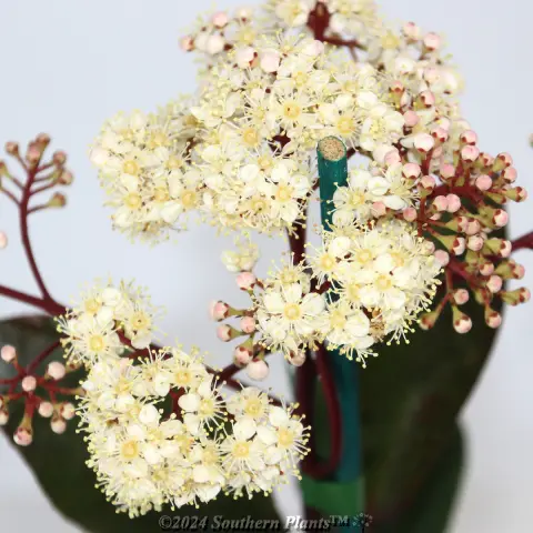 Photinia Red Robin