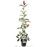 Photinia Red Robin - Plant photo