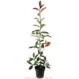 Photinia Red Robin - Alternate photo