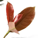 Photinia Red Robin - Product photo