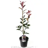 Photinia Red Robin - Plant photo