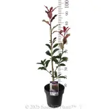 Photinia Red Robin - Product photo
