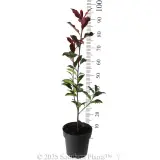 Photinia Red Robin - Reference photo