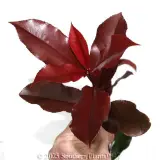 Photinia Red Robin - Detail photo