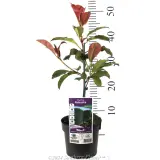 Photinia Robusta - Product photo