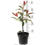Photinia Robusta - Reference photo