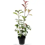 Photinia Robusta - Alternate photo