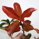 Photinia Robusta - Product photo