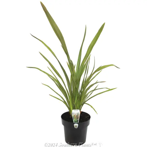 New Zealand Flax