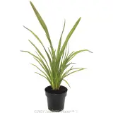 New Zealand Flax - Alternate photo