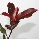 Photinia Thin Red - Product photo