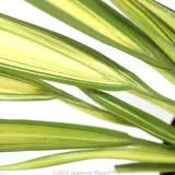 Yellow Wave New Zealand Flax - Reference photo