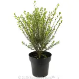Pimelea Marshmallows - Alternate photo