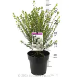 Pimelea Marshmallows - Product photo