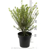 Pimelea Marshmallows - Reference photo