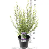Pittosporum Fast Screen - Product photo