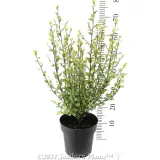 Pittosporum Fast Screen - Reference photo
