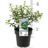 Pittosporum Golf Ball - Product photo