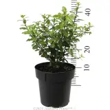 Pittosporum Golf Ball - Reference photo