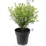 Green Pillar Pittosporum - Reference photo