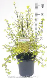 Golden Sheen Pittosporum - Alt