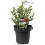 Pittosporum Hole in One - Product photo