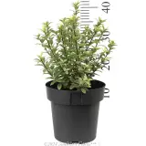 Pittosporum Hole in One - Reference photo