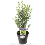Pittosporus Limelight - Plant photo