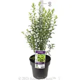 Pittosporus Limelight - Product photo