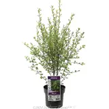 Pittosporum Pinnacle - Plant photo