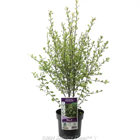 Pittosporum Pinnacle