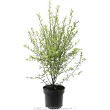 Pittosporum Pinnacle - Alternate photo