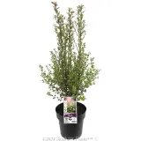 Pittosporum Pinnacle - Plant photo