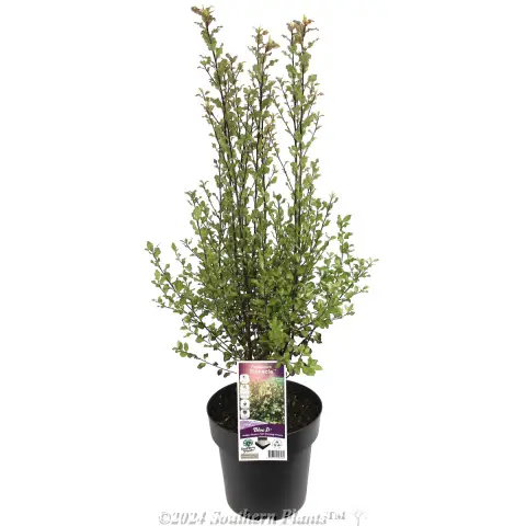 Pittosporum Pinnacle
