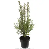 Pittosporum Pinnacle - Alternate photo