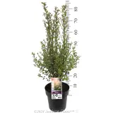 Pittosporum Pinnacle - Product photo