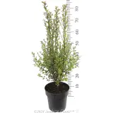 Pittosporum Pinnacle - Reference photo