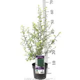 Pittosporum Silver Sheen - Product photo