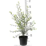 Pittosporum Silver Sheen - Reference photo