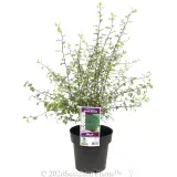 Pittosporum Silver Sheen - Primary