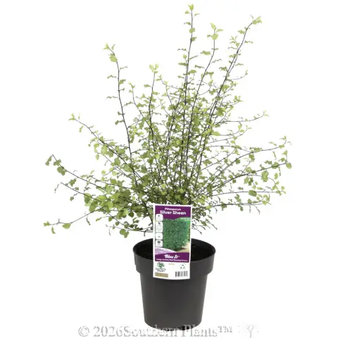 Pittosporum Silver Sheen