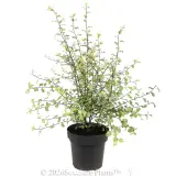 Pittosporum Silver Sheen - Alt