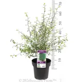 Pittosporum Silver Sheen - Pack