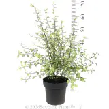 Pittosporum Silver Sheen - Ruler