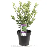 Pittosporum Stephens Island - Primary