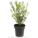 Pittosporum Stephens Island - Alt