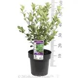 Pittosporum Stephens Island - Pack