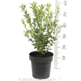 Pittosporum Stephens Island - Ruler
