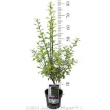 Pittosporum Tasman Ruffles - Product photo
