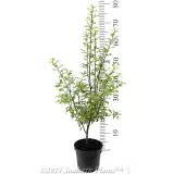 Pittosporum Tasman Ruffles - Reference photo